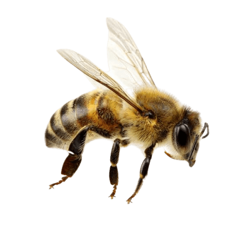 Honey Bees
