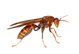 Wasps