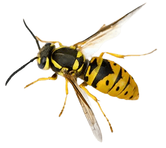 Yellow jackets